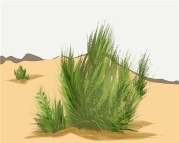 在螞蟻深林中為什么要選擇種植梭梭樹和沙柳呢